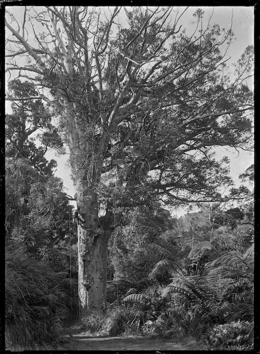 Gum industry workers near Anawhata tapping gum in a Kauri tree
