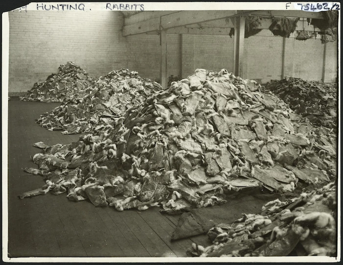 Creator unknown :Photograph of rabbit pelts in store awaiting sale