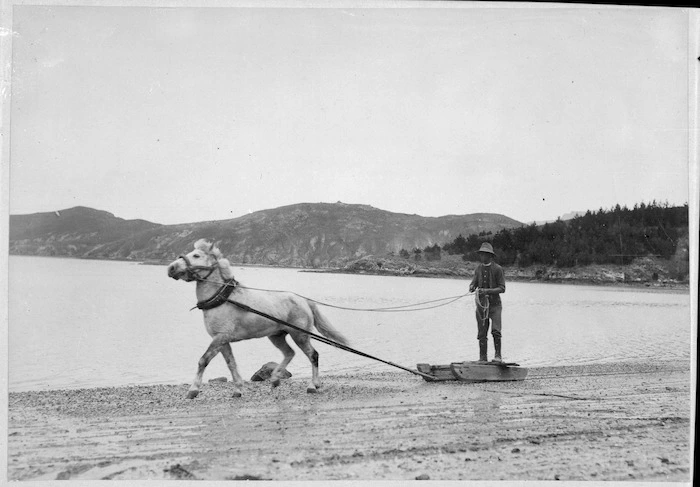 Preparations for the British Antarctic Expedition (1907-1909); shows a horse pulling a man on a sledge, along the beach