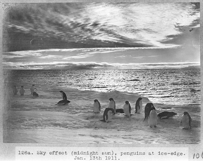 Sky effect (midnight sun), penguins at ice-edge, Antarctica