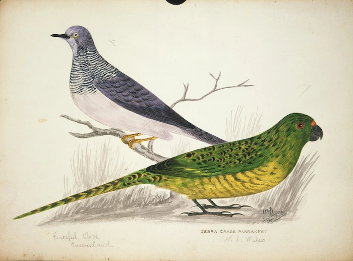 Backhouse, John Philemon, 1845-1908 :Peaceful dove, Queensland & Zebra grass parrakeet, N S Wales. 24/11/ [18]73.