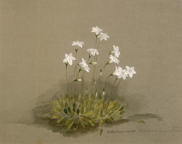 Harris, Emily Cumming 1837?-1925 :Wahlenbergia gracilis. [1890s?]
