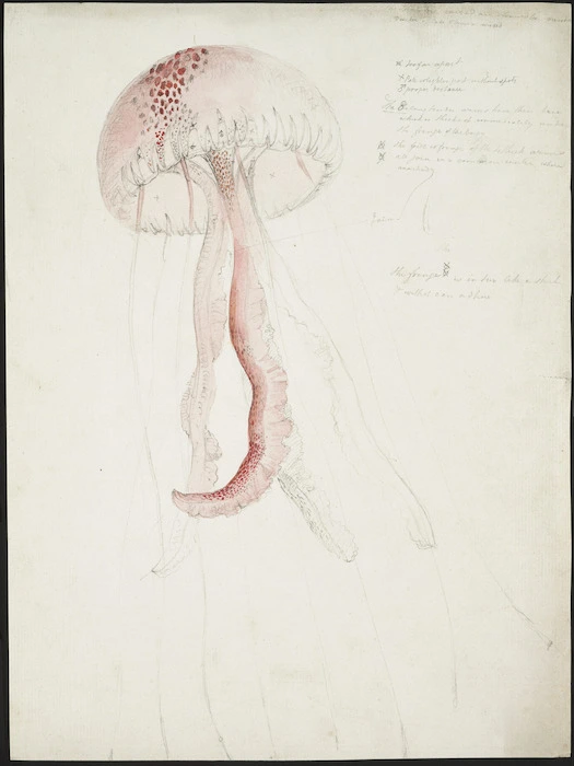 Swainson, William, 1789-1855 :[Medusa]. 18l5