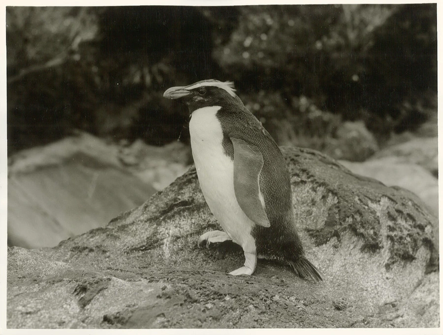 Crested Penguin (Eudyptes pachyrhynchus). Maori name - Tawaki.