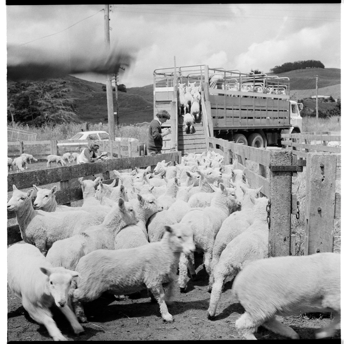 Scenes on a sheep farm, probably in the Hunterville area