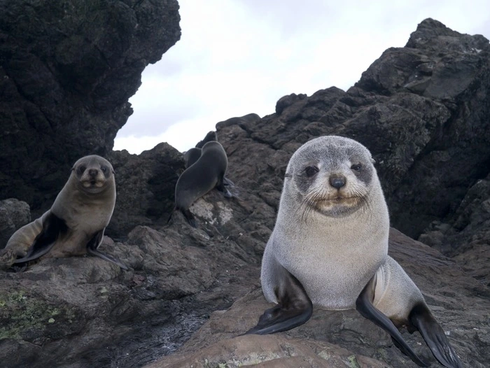 Seal cubs