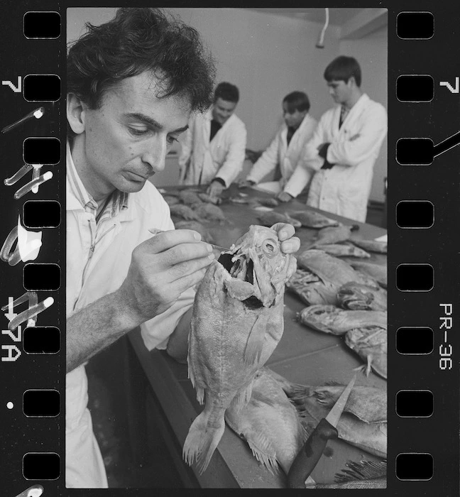 Ministry of Agriculture and Fisheries trainer David Banks demonstrating how to remove the ear bone from an orange roughy - Photograph taken by John Nicholson