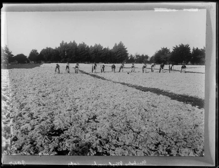 Wool workers in a field, Christchurch