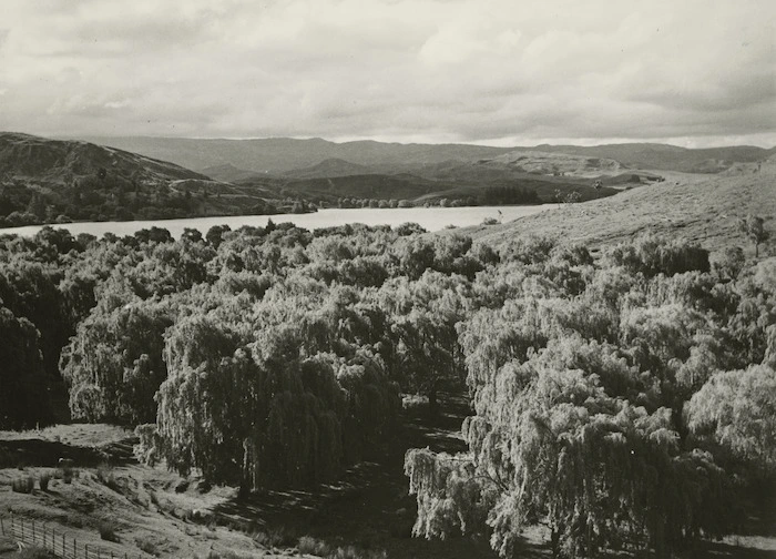 Willows on the shore of Lake Tutira, Hawke's Bay - Photograph taken by John Dobree Pascoe