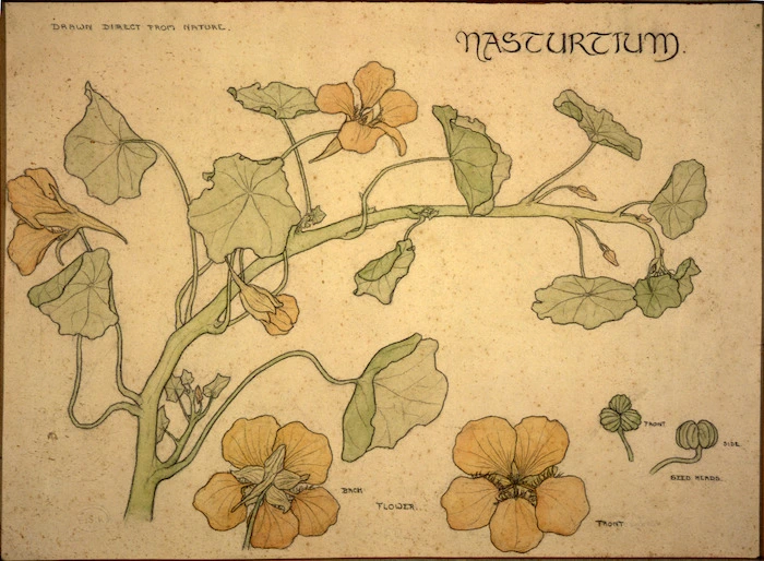 [Eise, Ida Gertrude] 1894-1978 :Nasturtium. Drawn direct from nature. [1912]
