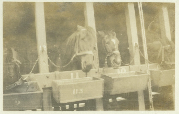 Horses stabled on a troopship