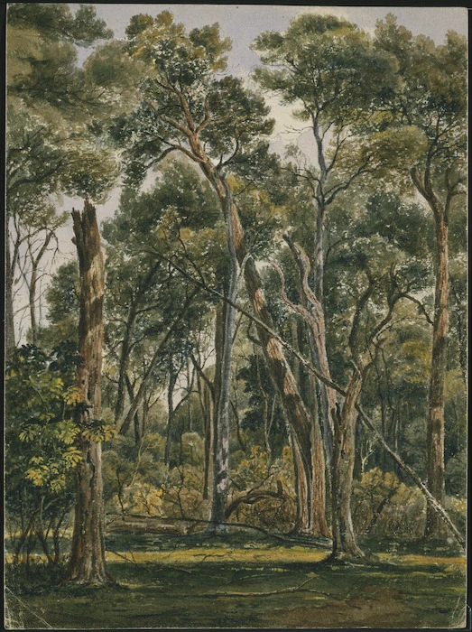 [Smith, William Mein] 1799-1869 :Bush cleared from underwood near Mr Petres, Valley of the Hutt N Z. [Late 1840s or early 1850s]
