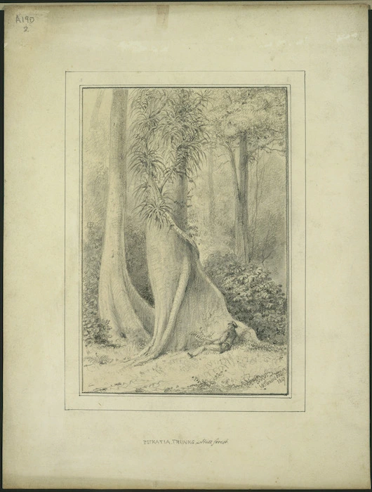 Swainson, William, 1789-1855 :Pukatia trunks, Hutt forest, 1847.