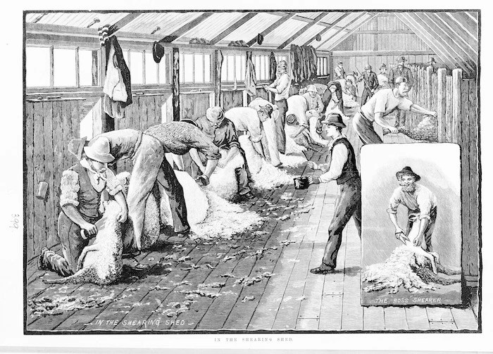 Illustrated New Zealand News :In the shearing shed. The 'Ross' shearer. 24 December 1883