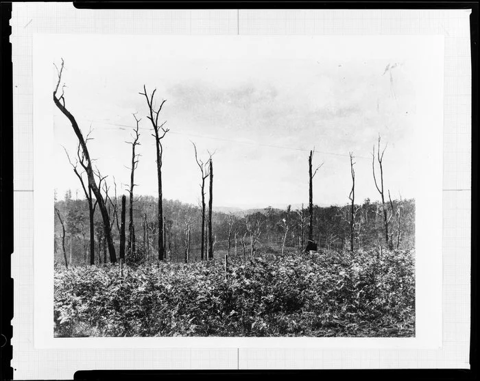 View of dead trees with bush in the background