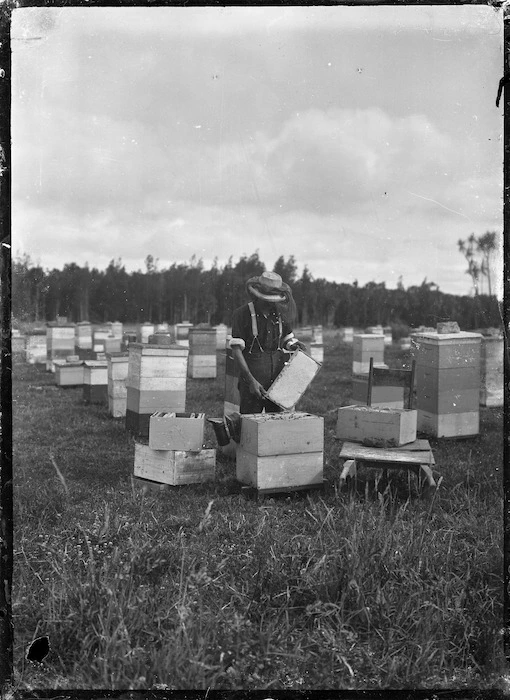 Apiary at Turua, 1920.