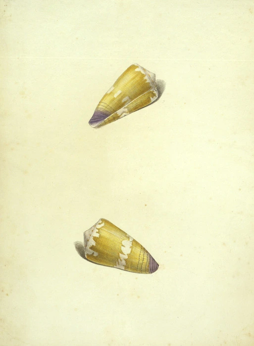Swainson, William, 1789-1855 :Conus pulchellus. [Plate 114]. [Between 1810 and 1820]
