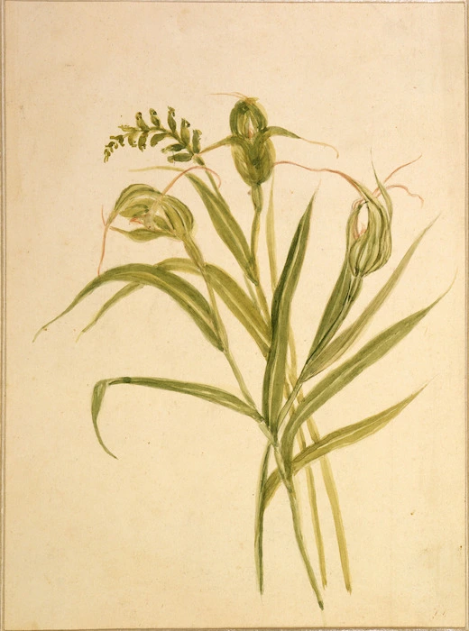 Harris, Emily Cumming, 1837?-1925 :[Pterostylus banksii and microtis unifolia. 1860s?]