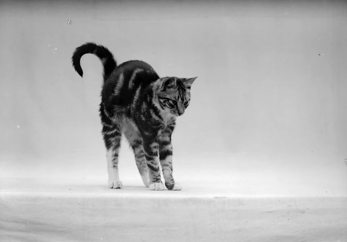 Standing tabby cat