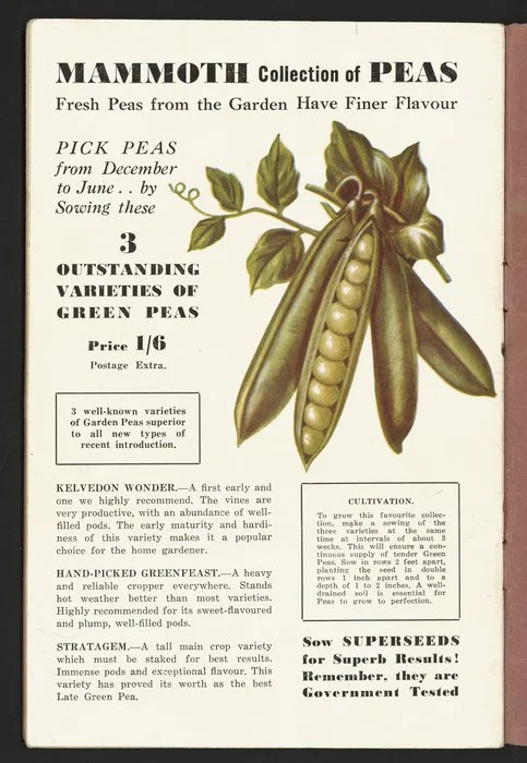 F M Winstone (Seeds) Ltd :Mammoth collection of peas; fresh peas from the garden have finer flavour. Pick peas from December to June ... by sowing these 3 outstanding varieties of green peas. Price 1/6 [1946]