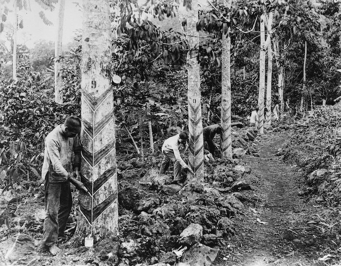 Tapping rubber trees in Samoa