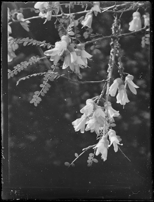 Kowhai flowers