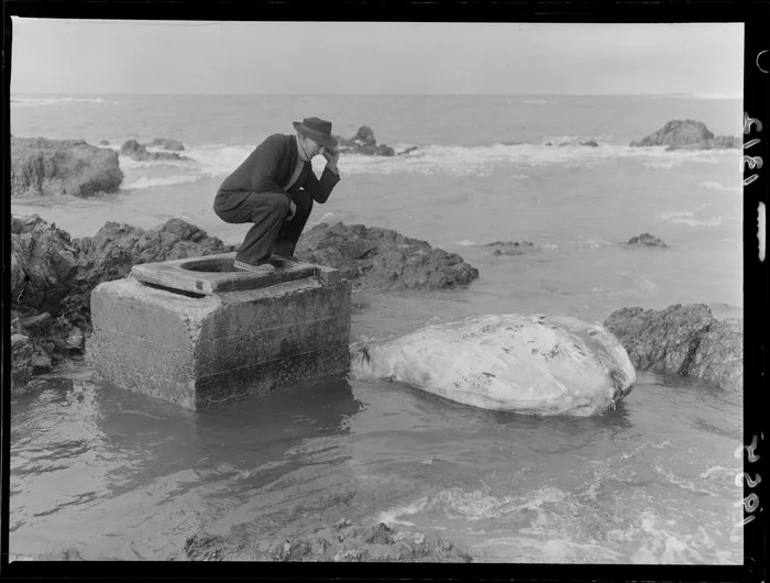 Man observing Ocean sunfish [Mola mola] washed up on rocks at Island Bay, Wellington