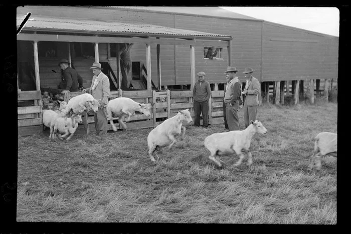 Sheep released after shearing, Ohinewairua Station
