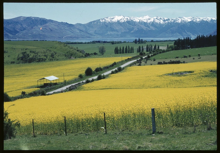 Rape crop, Otago