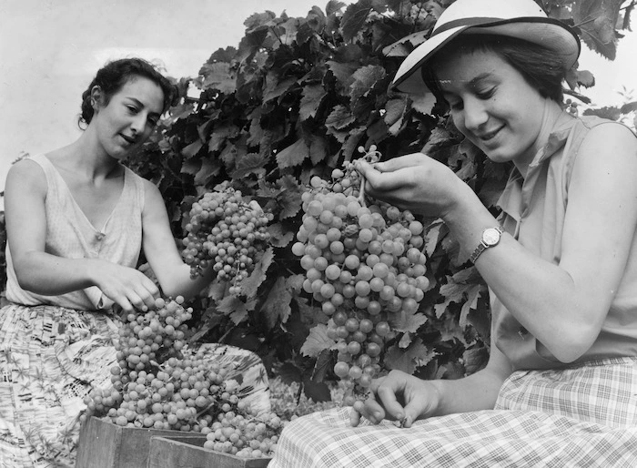 Patricia and Diane Mazuran picking grapes at Mazuran's Vineyards, Henderson, West Auckland