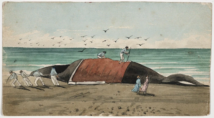 [Cooper, Alfred John], 1831-1869 :Cutting the blubber off a whale on Mohaka Beach. [ca 1860?]