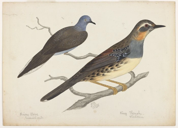 Backhouse, John Philemon 1843-1908 :Fairy dove, Queensland. King thrush, Victoria. 17/11/ [18]73.