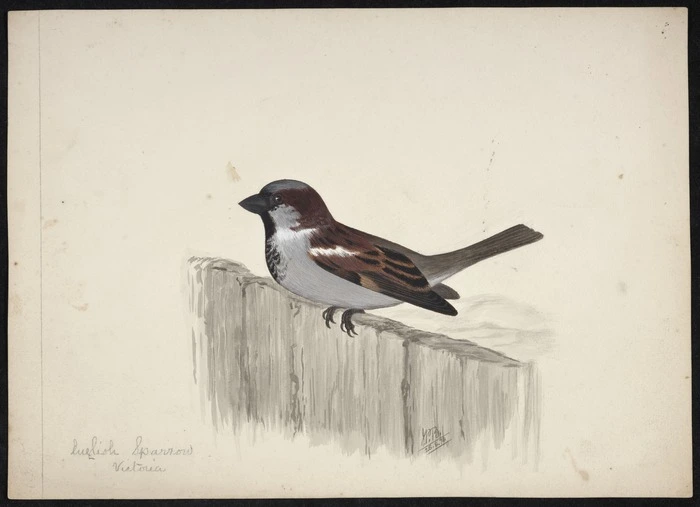 Backhouse, John Philemon 1843-1908 :English sparrow, Victoria. 25/8/ [18]73