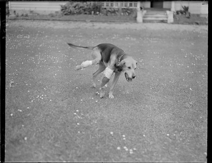 Dog with two broken legs