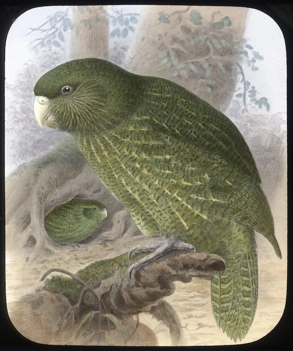The Kakapo or Owl Parrot