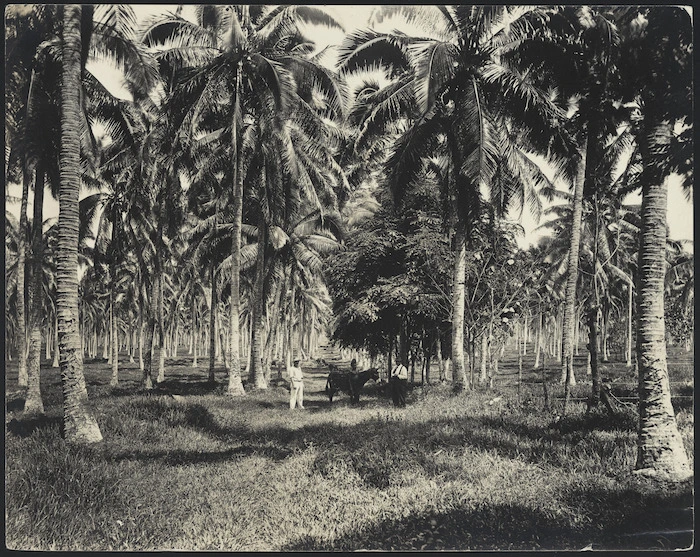 View of Mulifanua coconut palm plantation, Samoa