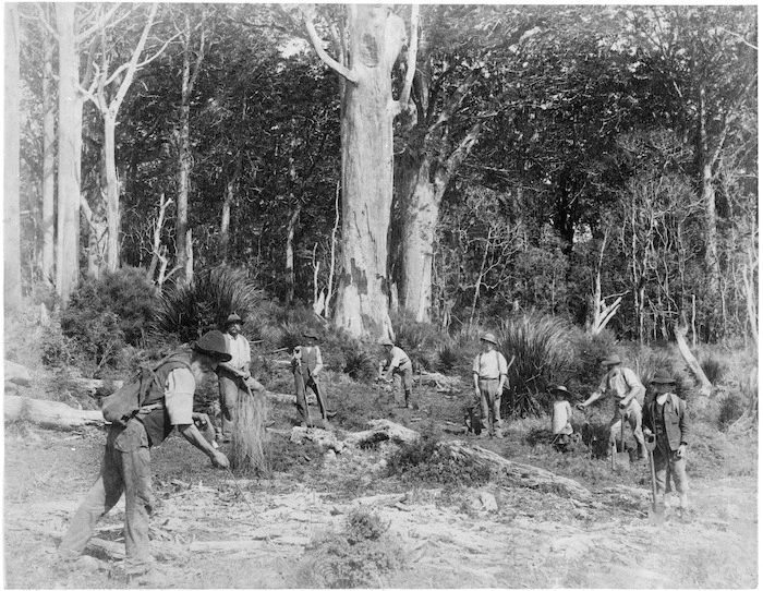 Kauri gum diggers, location unidentified