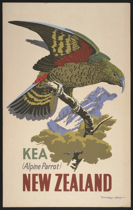 King, Marcus, 1891-1983 :Kea (Alpine parrot), New Zealand [ca 1957]