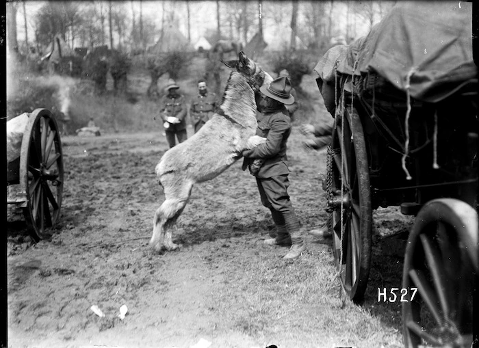 Moses, the donkey mascot of the New Zealand Army Service Company, in a playful mood