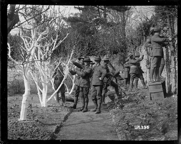 New Zealand soldiers pruning orchard trees, England