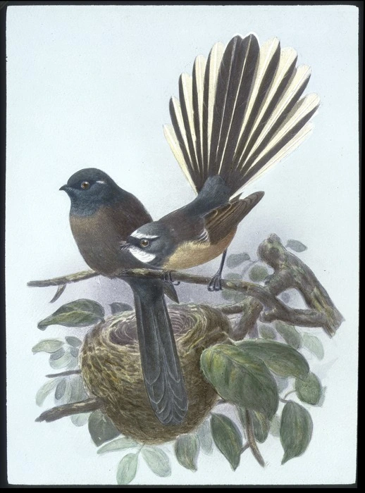 Black fantail and pied fantail