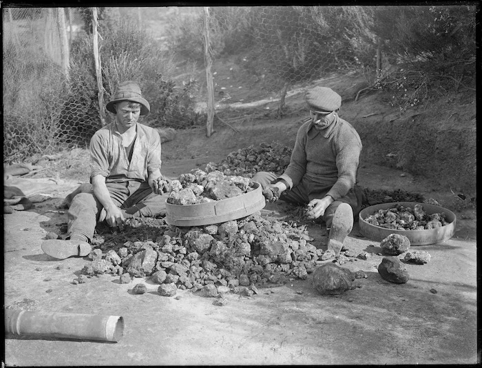 Two gum diggers sorting kauri gum, Northland