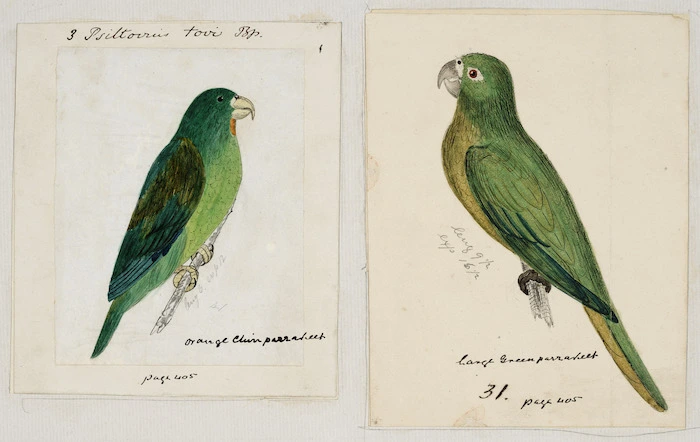 [Tempsky, Gustavus Ferdinand von], 1828-1868 :Psittovius tovi. Bp. Orange chin parrakeet (3). Large green parrakeet (31). [Between 1853 and 1856]