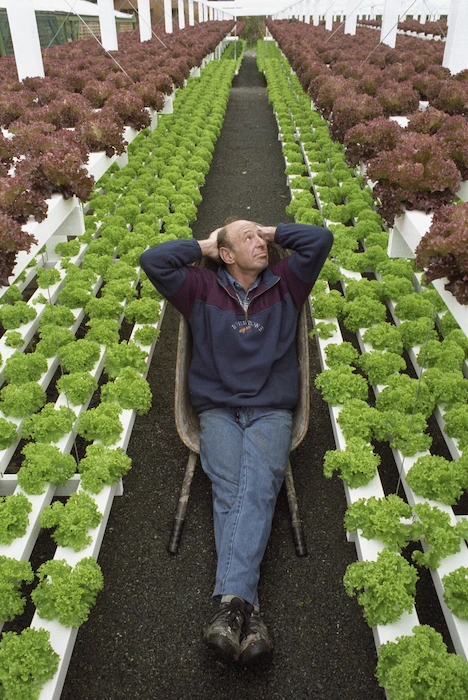 Phil Henderson sitting amongst hydroponically grown lettuces - Photograph taken by Ross Giblin