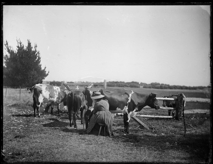 Woman milking a house cow, probably Taranaki region