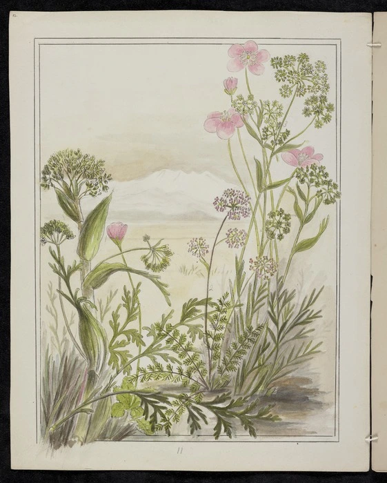 Harris, Emily Cumming 1837?-1925 :Ligusticums. 1. Ligusticum intermedium... 2. Ligusticum aromaticum... 3. Ligusticum piliferum. [1890-1896].