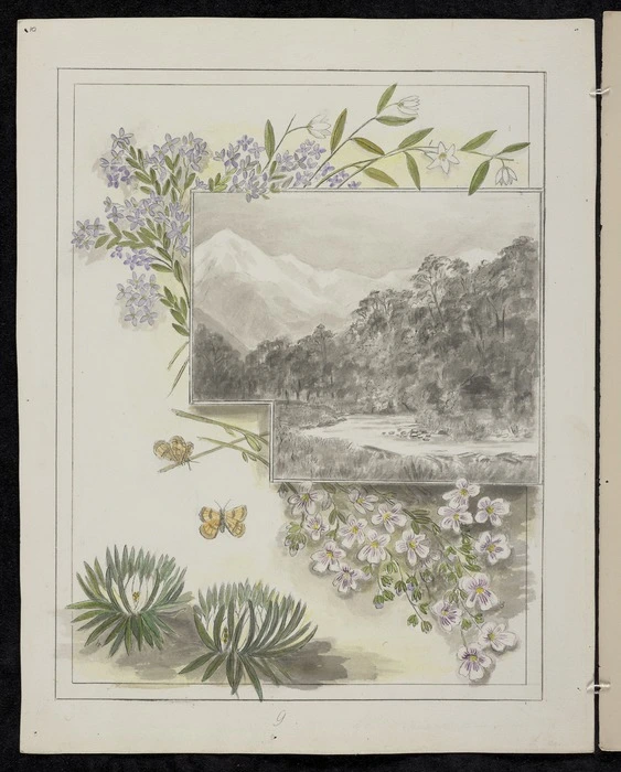 Harris, Emily Cumming 1837?-1925 :Callixene parviflora. Veronica. Euphasia cuneata. Celmisia laricifolia. [1890-1896].