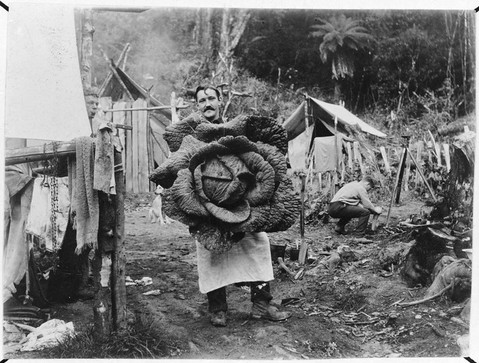 "The camp, the cook and the cabbage, Wairarapa"