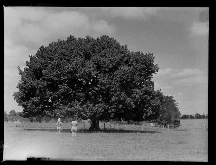 Oldest oak tree, Waimate