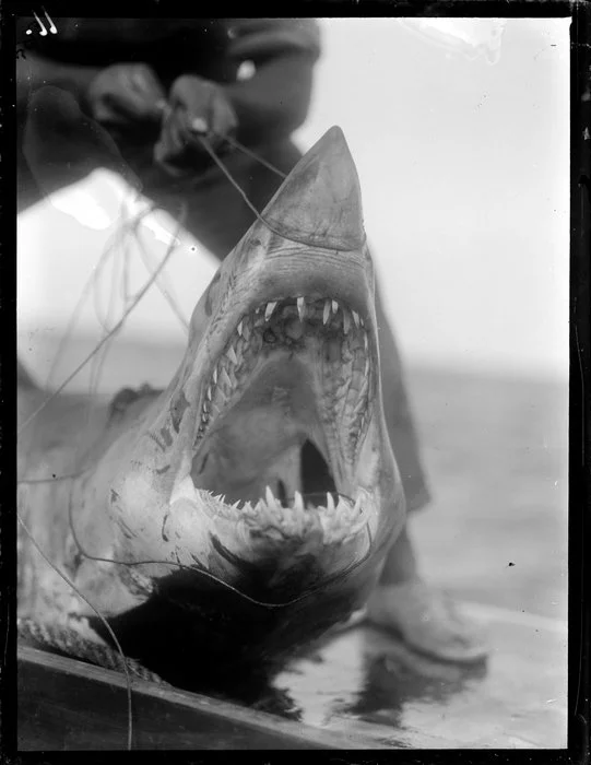 Shark's mouth pulled open to reveal the teeth